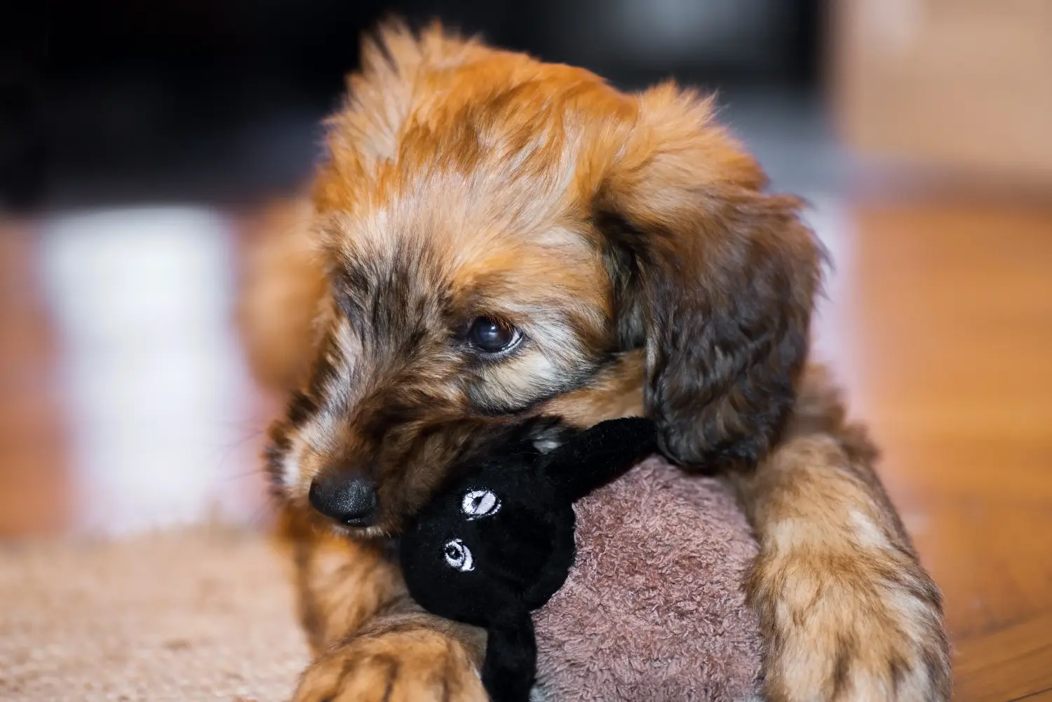 Buying a Briard puppy means taking responsibility! Buy Briard puppies.