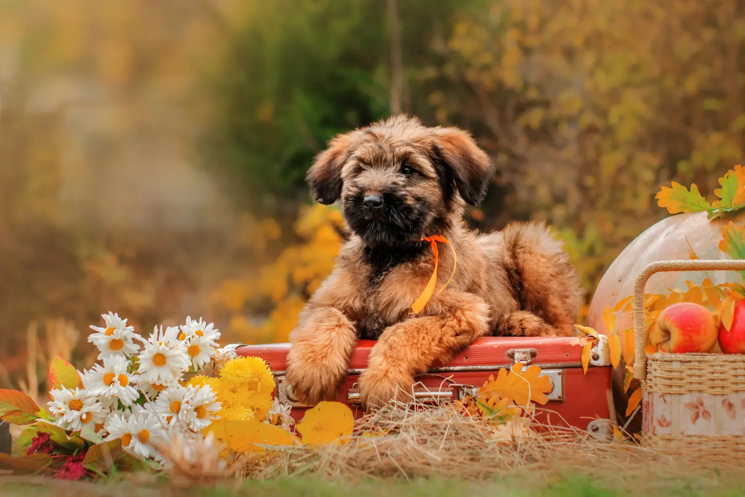 Buying a Briard puppy means taking responsibility! Buy Briard puppies.