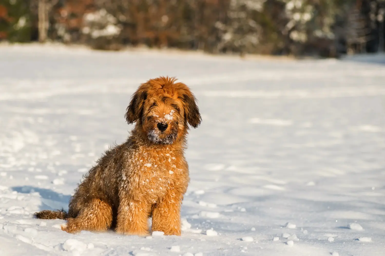 Buying a Briard puppy means taking responsibility! Buy Briard puppies.