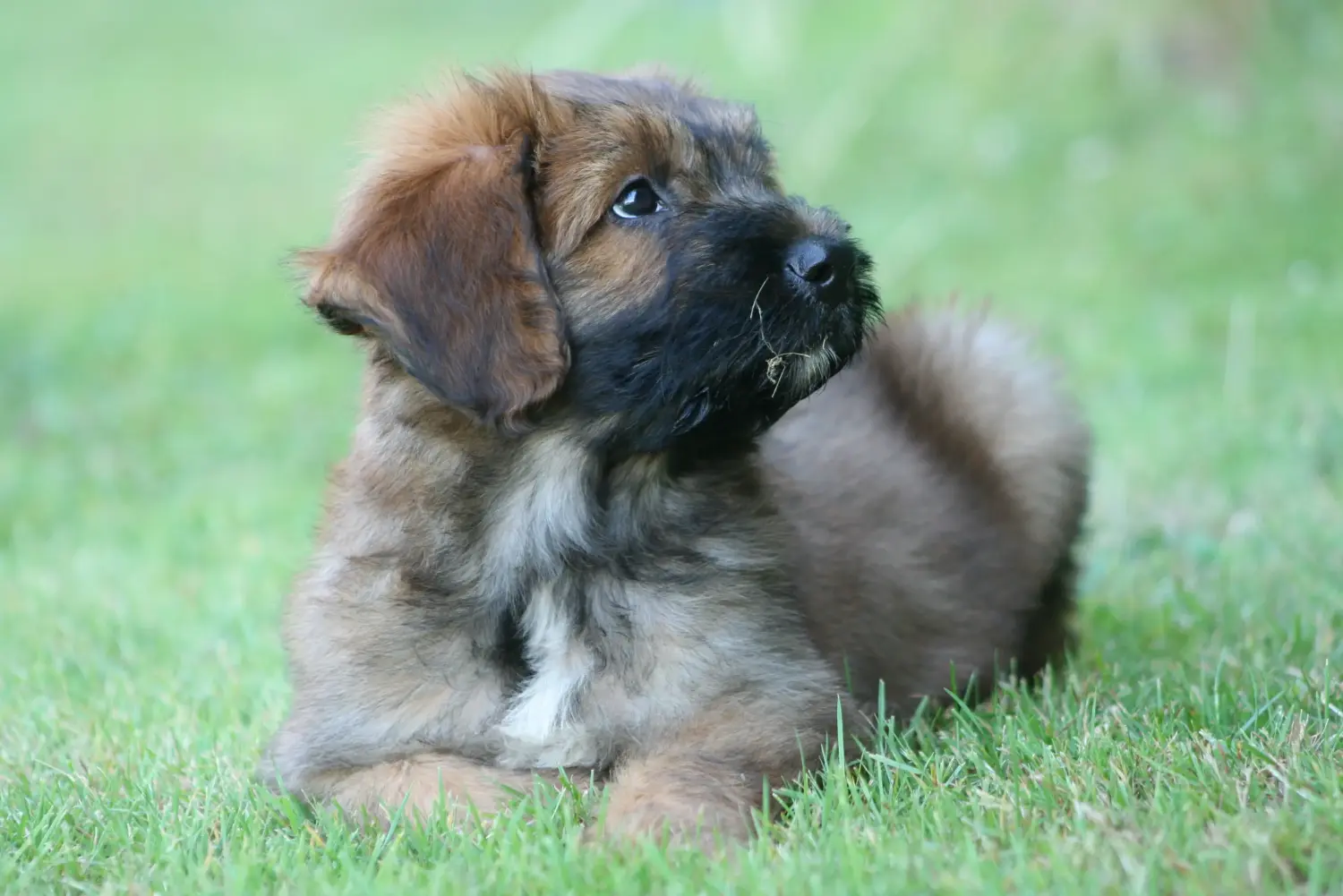 Buying a Briard puppy means taking responsibility! Buy Briard puppies.