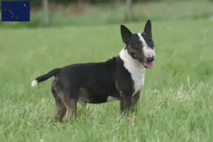 Read more about the article Bull Terrier breeders and puppies in Alaska