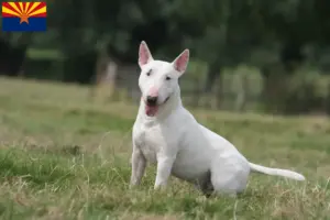 Read more about the article Bull Terrier breeders and puppies in Arizona