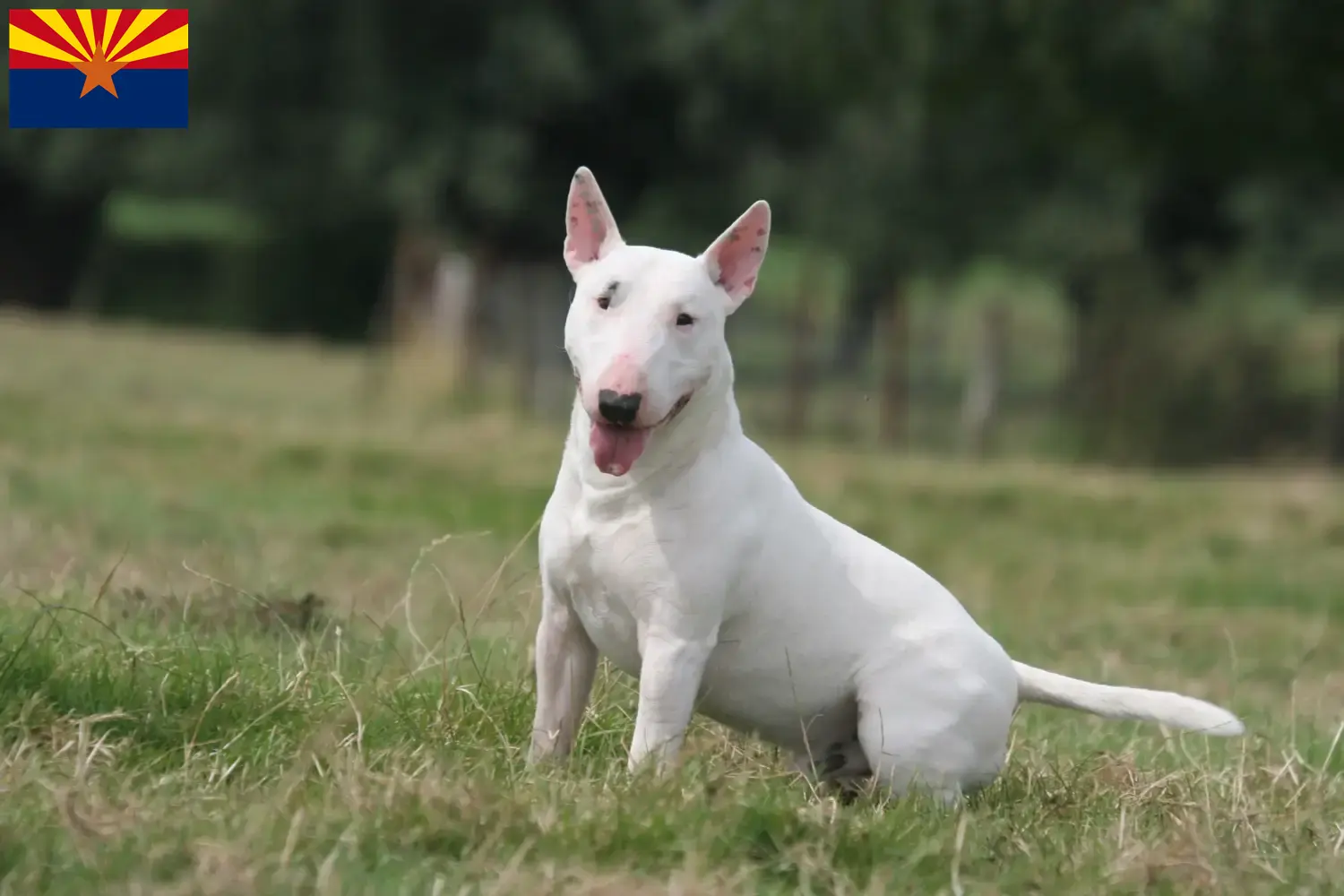 Bull Terrier puppies and breeders Arizona Find Bull Terrier breeders in Arizona.