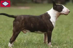Read more about the article Bull Terrier breeders and puppies in Arkansas