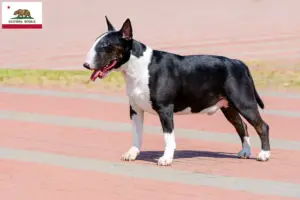 Read more about the article Bull Terrier breeders and puppies in California
