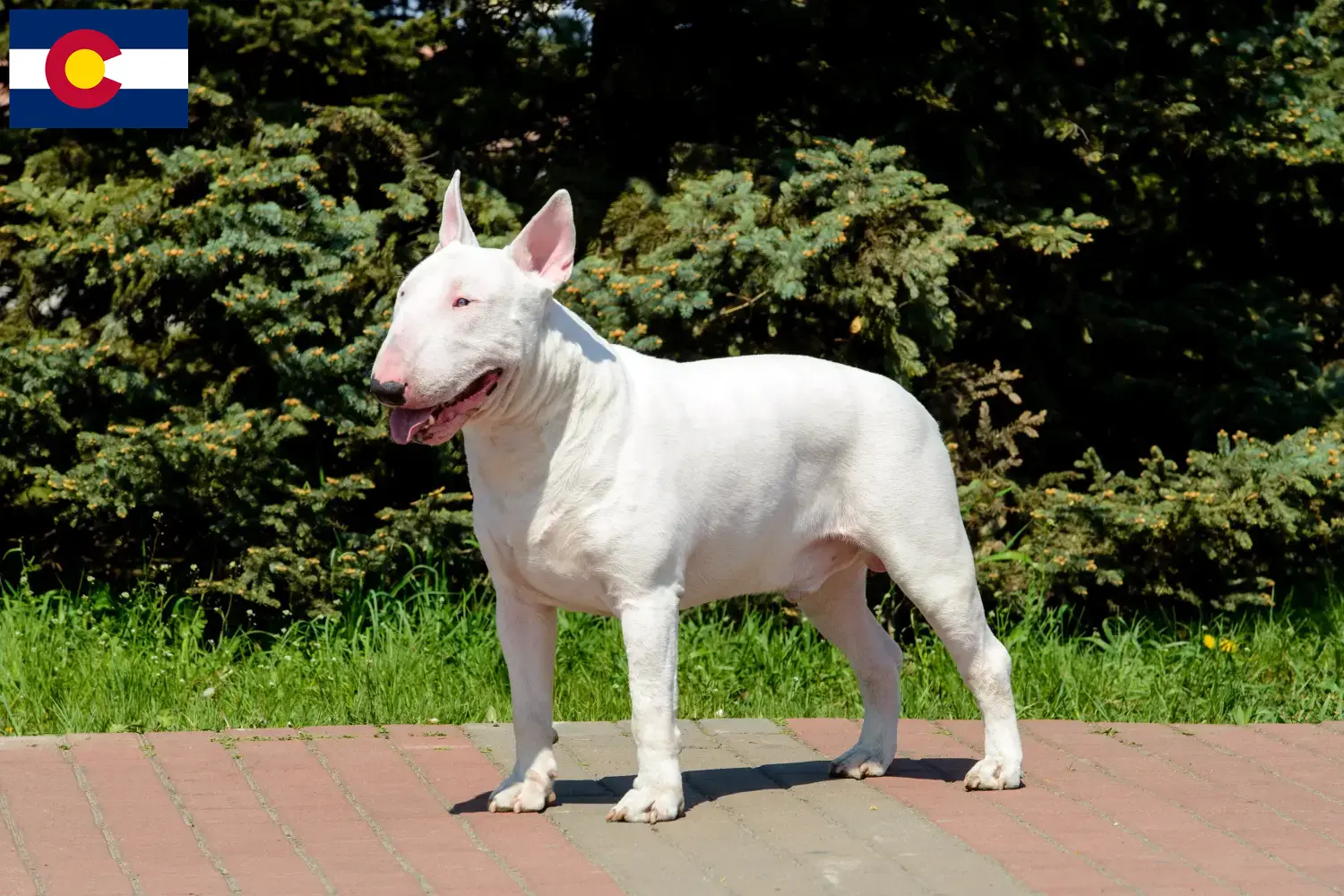 Bull Terrier puppies and breeders Colorado Find Bull Terrier breeders in Colorado.
