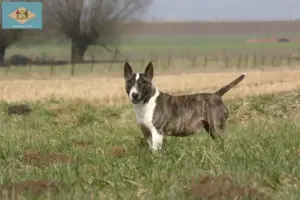 Read more about the article Bull Terrier breeders and puppies in Delaware