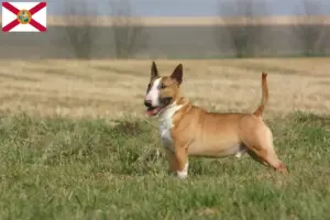 Read more about the article Bull Terrier breeders and puppies in Florida
