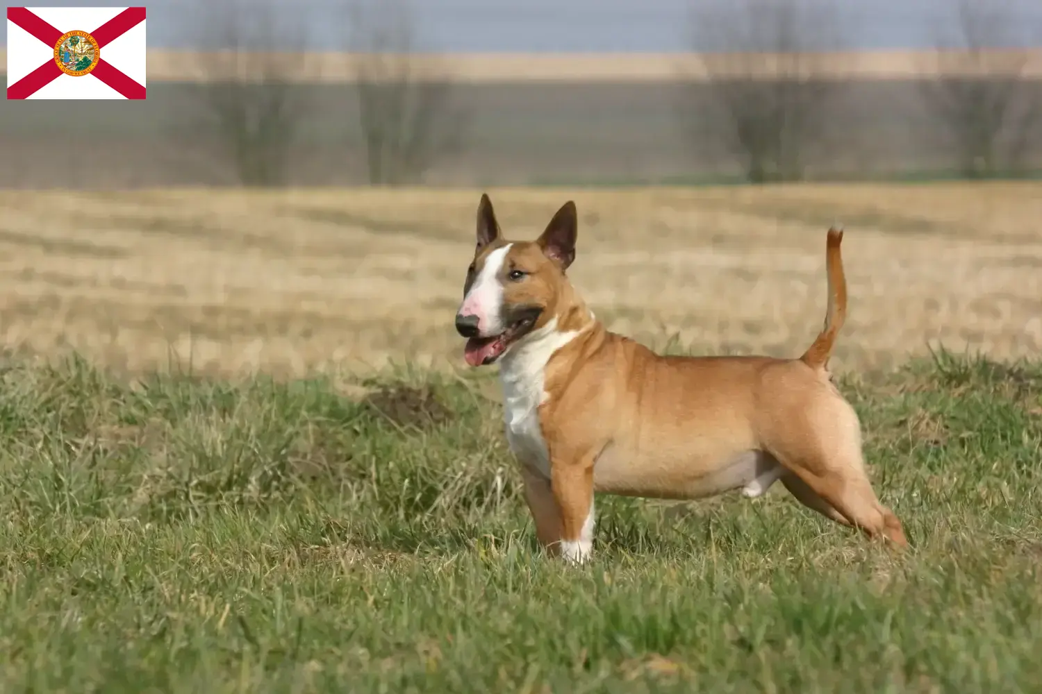 Bull Terrier puppies and breeders Florida Find Bull Terrier breeders in Florida.