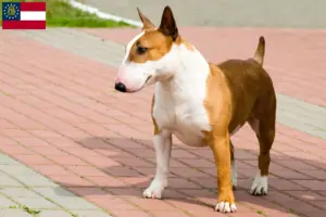 Read more about the article Bull Terrier breeders and puppies in Georgia