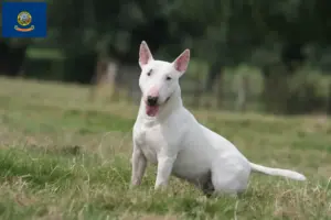 Read more about the article Bull Terrier breeders and puppies in Idaho