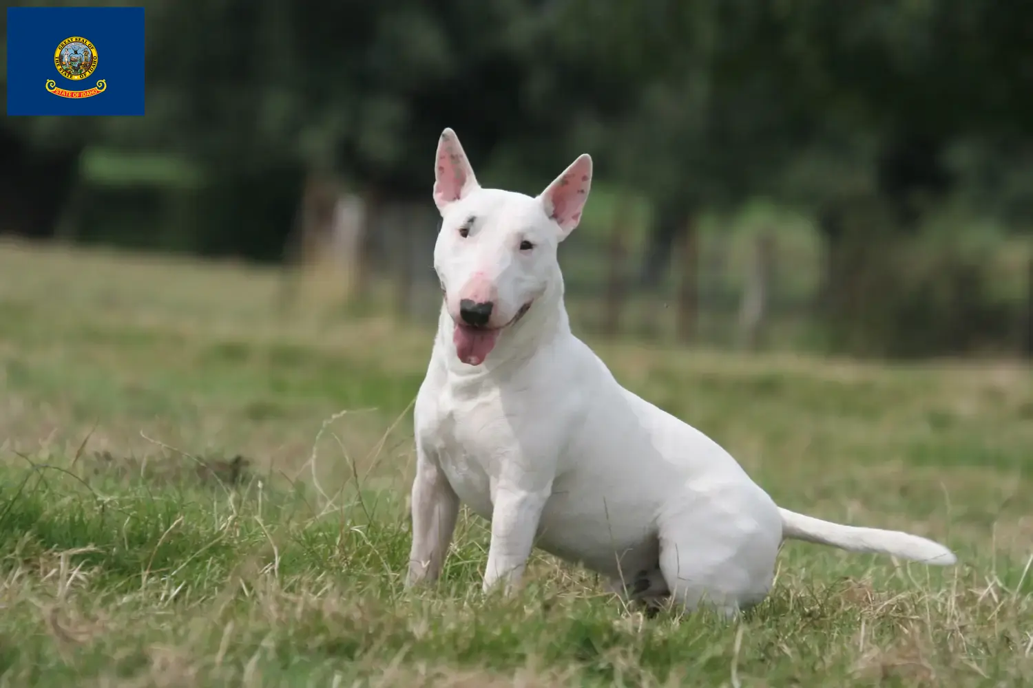 Bull Terrier puppies and breeders Idaho Find Bull Terrier breeders in Idaho.