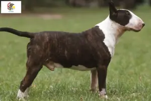 Read more about the article Bull Terrier breeders and puppies in Illinois