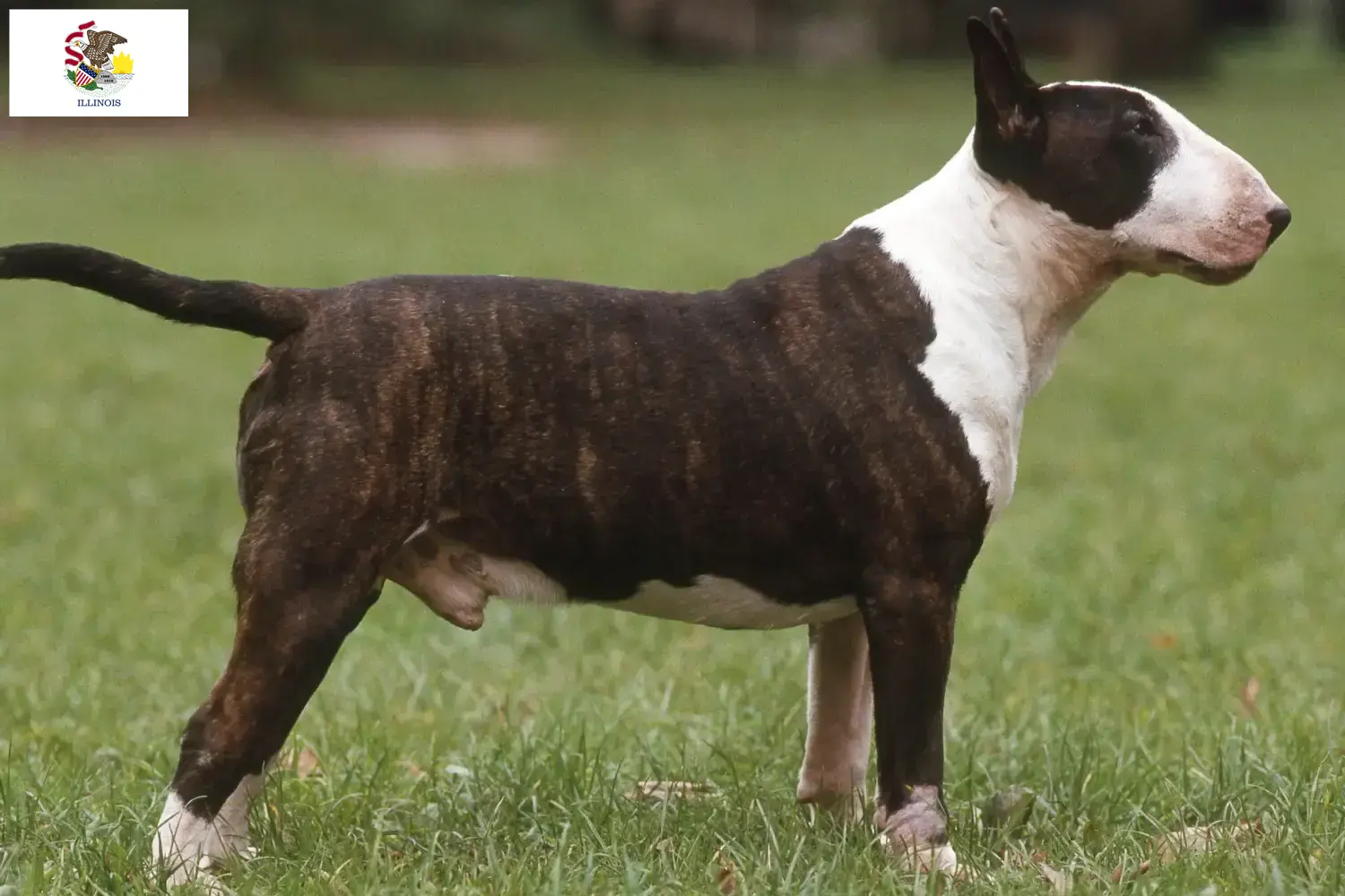 Bull Terrier puppies and breeders Illinois Find Bull Terrier breeders in Illinois.