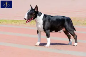 Read more about the article Bull Terrier breeders and puppies in Indiana
