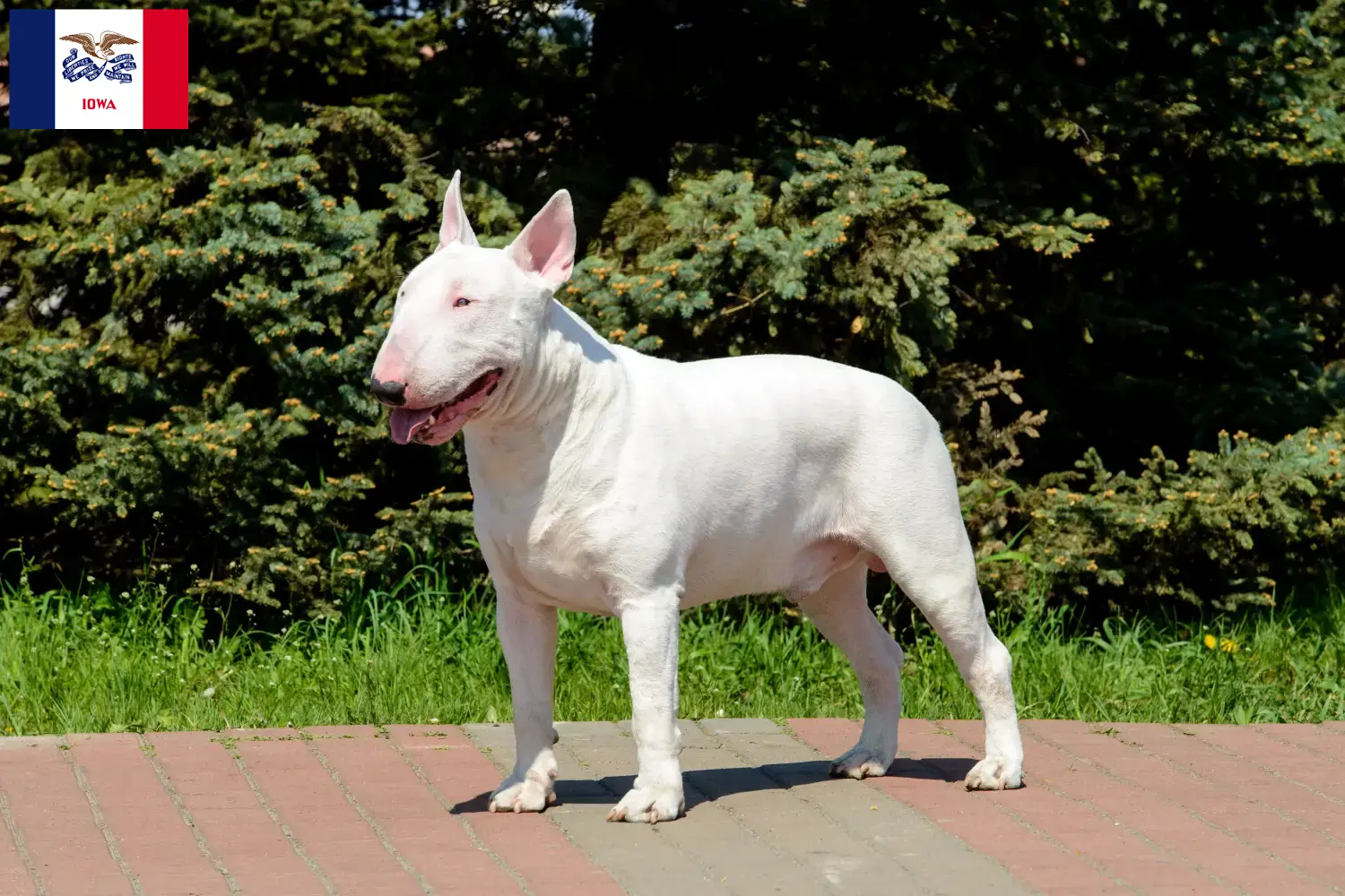 Bull Terrier puppies and breeders Iowa Find Bull Terrier breeders in Iowa.
