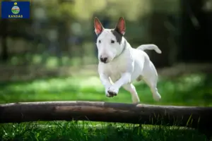 Read more about the article Bull Terrier breeders and puppies in Kansas