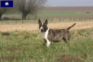 Read more about the article Bull Terrier breeders and puppies in Kentucky