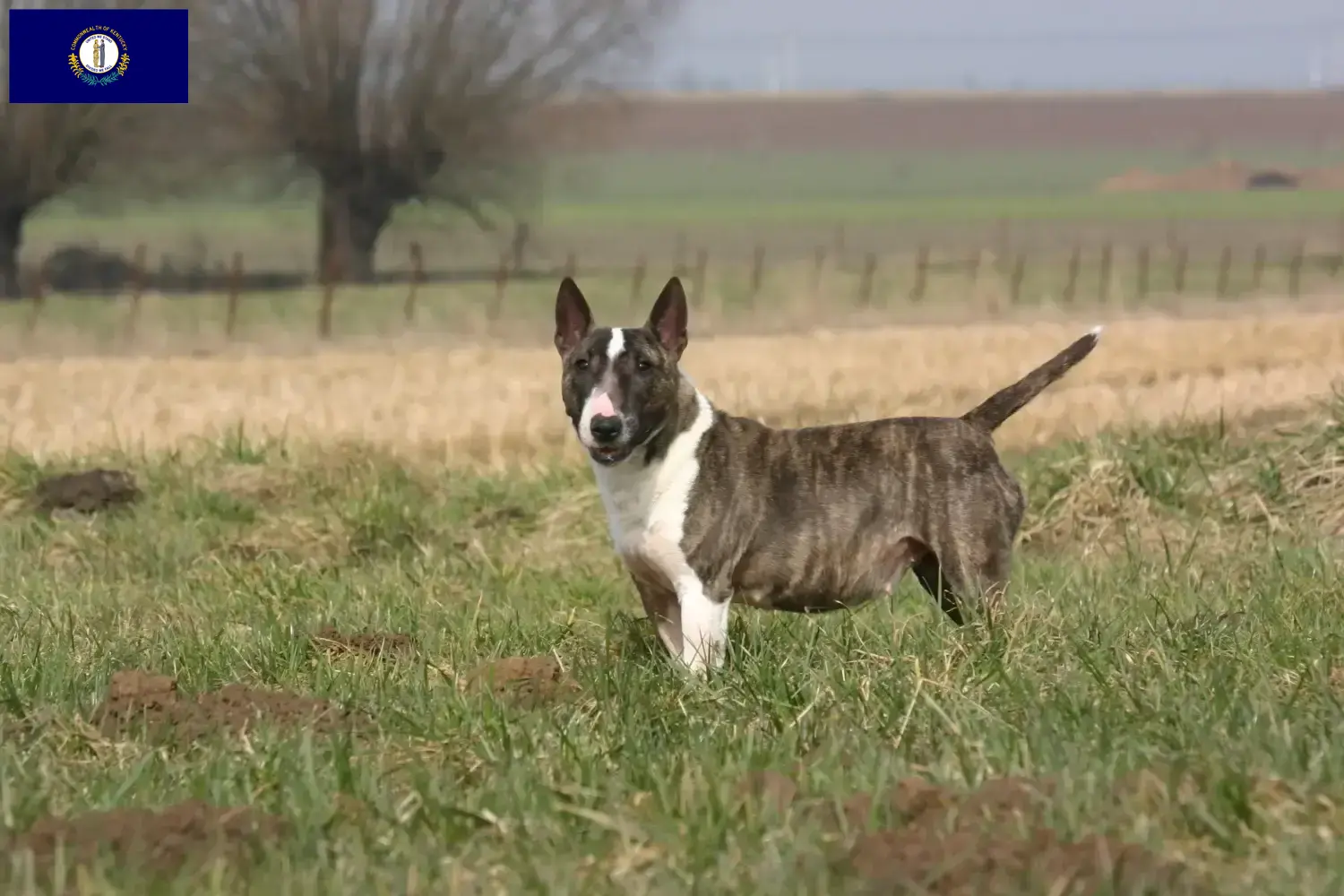 Bull Terrier puppies and breeders Kentucky Find Bull Terrier breeders in Kentucky.