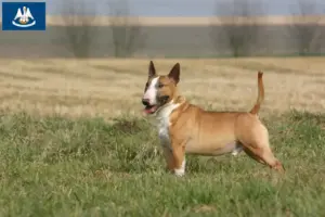 Read more about the article Bull Terrier breeders and puppies in Louisiana