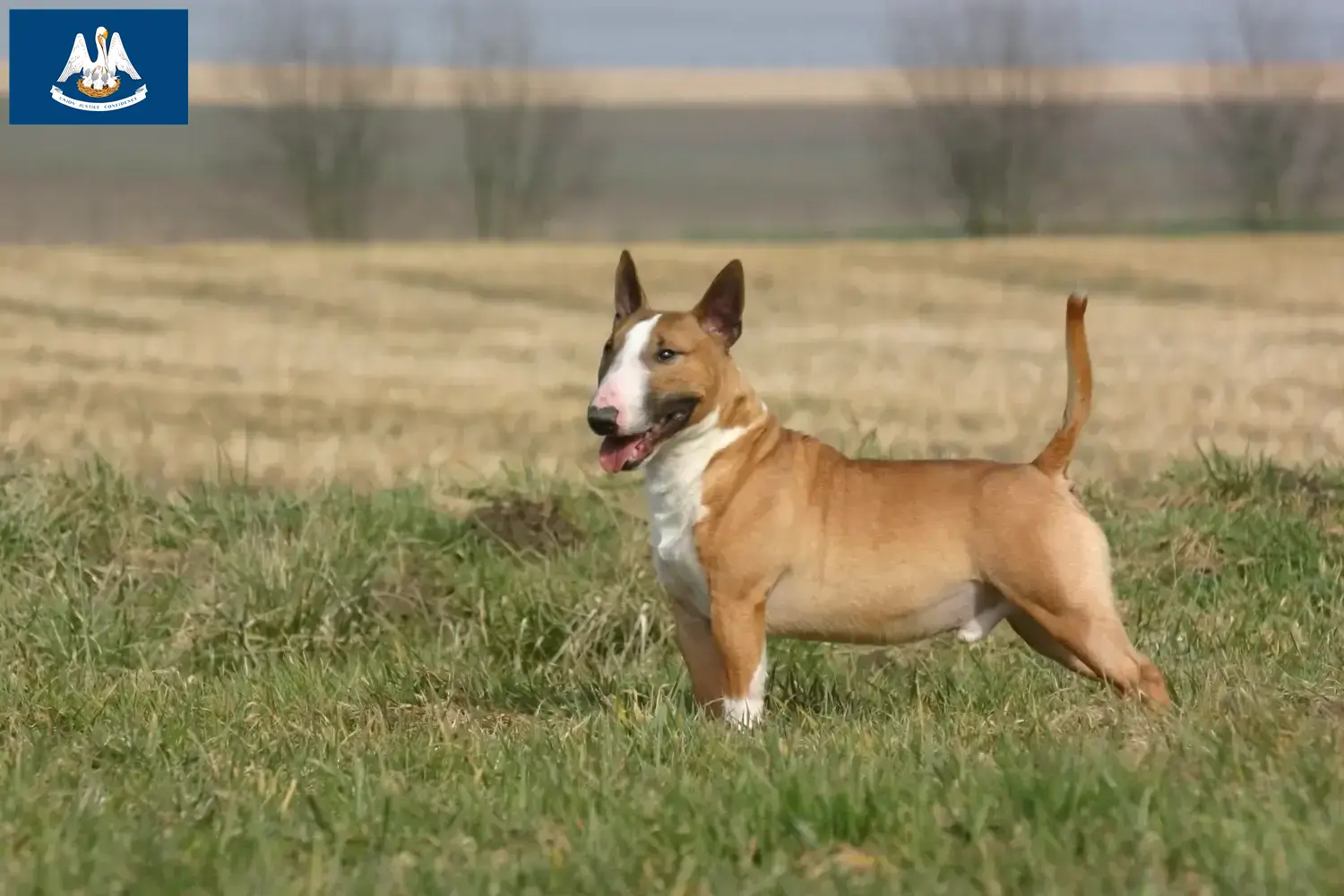 Bull Terrier puppies and breeders Louisiana Find Bull Terrier breeders in Louisiana.