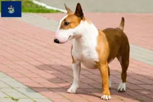 Read more about the article Bull Terrier breeders and puppies in Maine