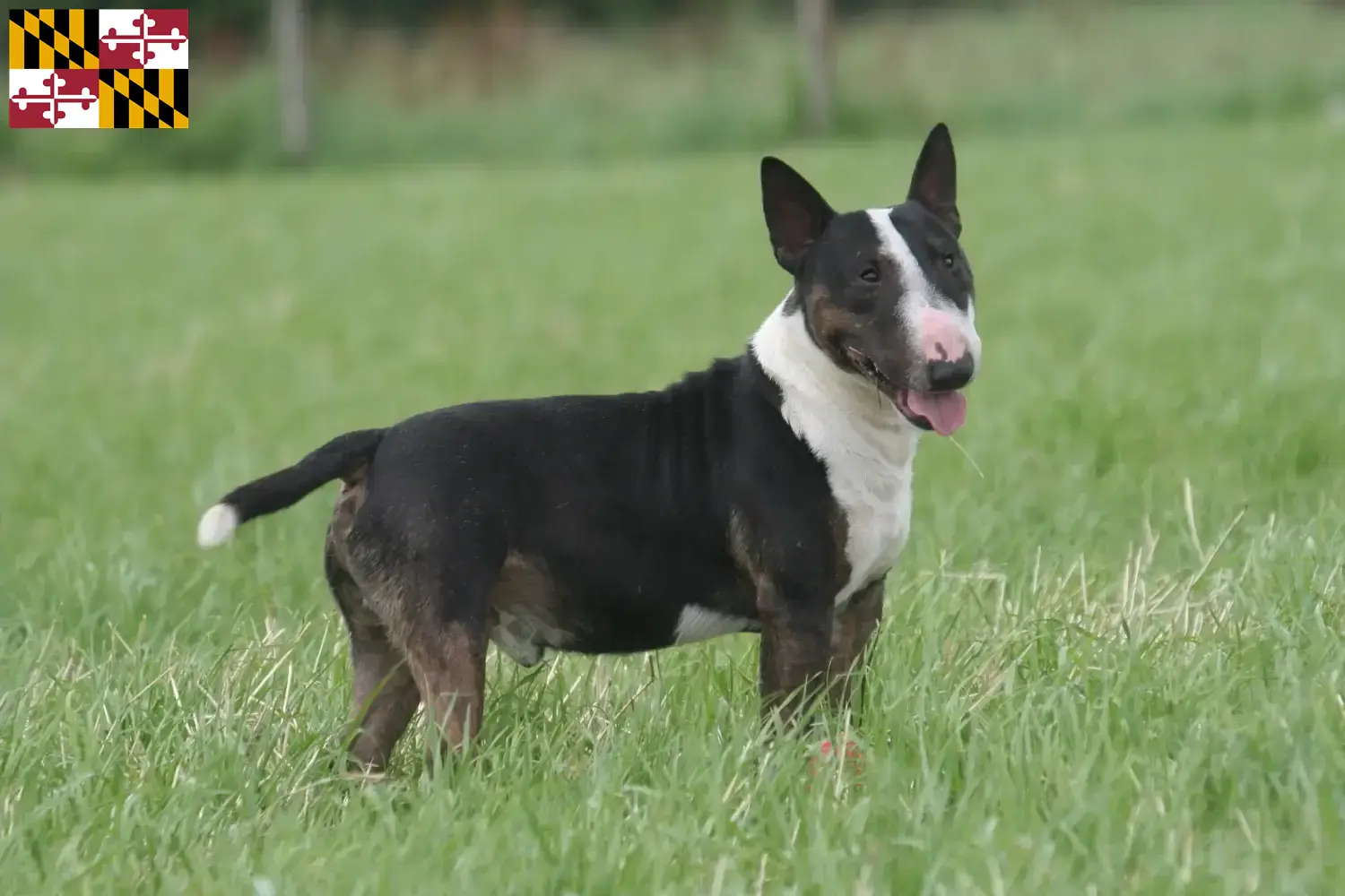 Bull Terrier puppies and breeders Maryland Find Bull Terrier breeders in Maryland.