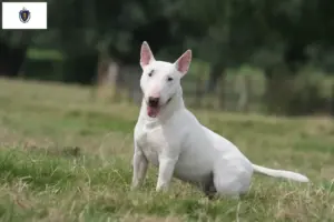 Read more about the article Bull Terrier Breeders and Puppies in Massachusetts