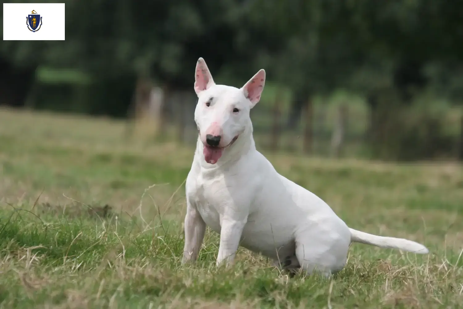 Bull Terrier puppies and breeders Massachusetts Find Bull Terrier breeders in Massachusetts.