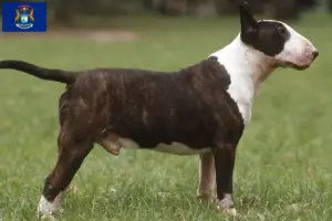 Read more about the article Bull Terrier breeders and puppies in Michigan