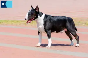 Read more about the article Bull Terrier breeders and puppies in Minnesota