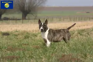 Read more about the article Bull Terrier breeders and puppies in Montana