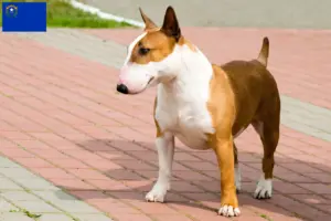 Read more about the article Bull Terrier breeders and puppies in Nevada