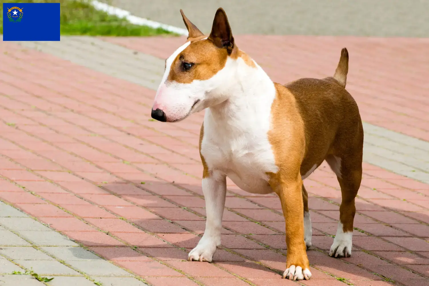 Bull Terrier puppies and breeders Nevada Find Bull Terrier breeders in Nevada.