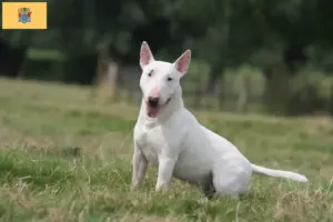 Read more about the article Bull Terrier Breeders and Puppies in New Jersey