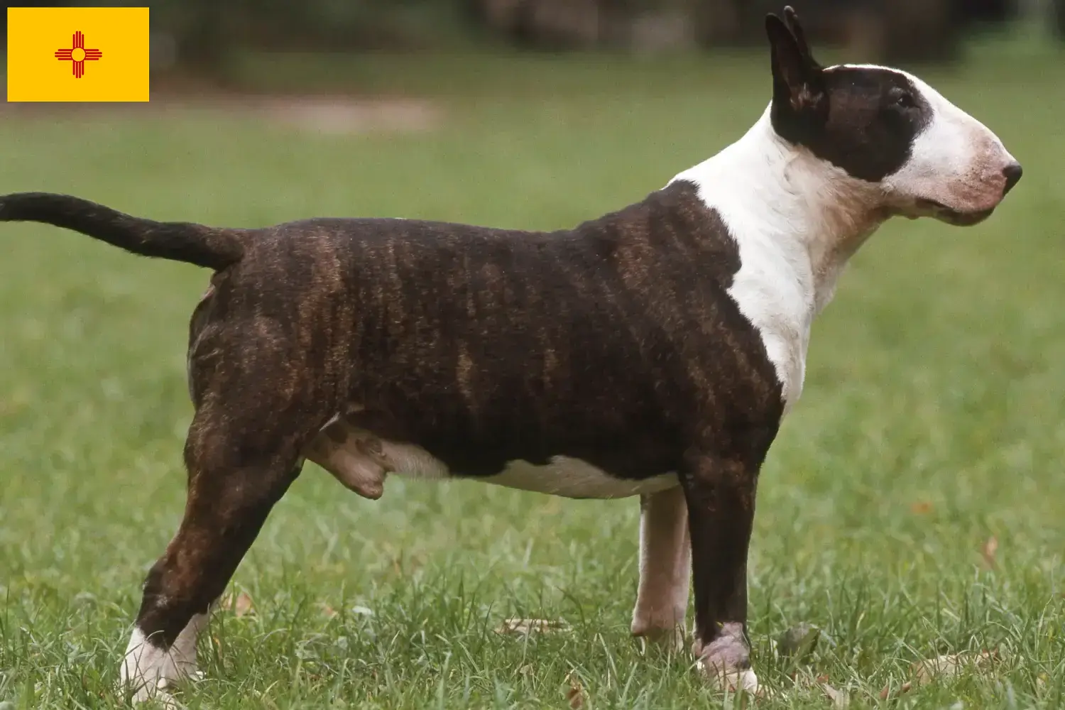 Bull Terrier puppies and breeders New Mexico Find Bull Terrier breeders in New Mexico.