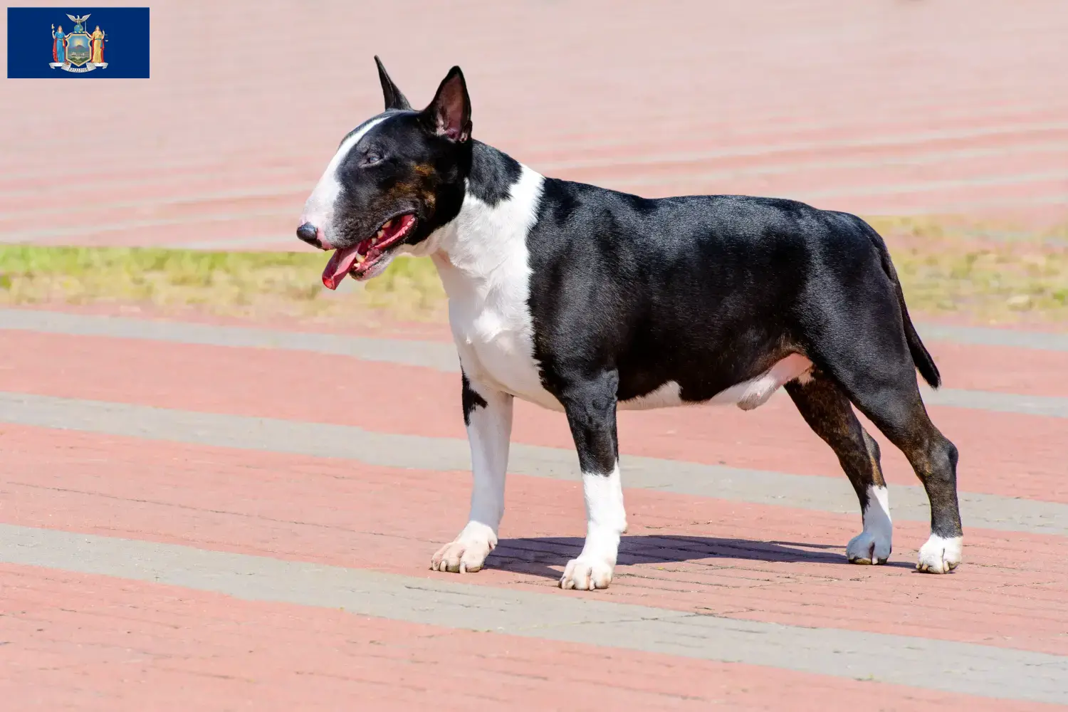 Bull Terrier puppies and breeders New York Find Bull Terrier breeders in New York here.