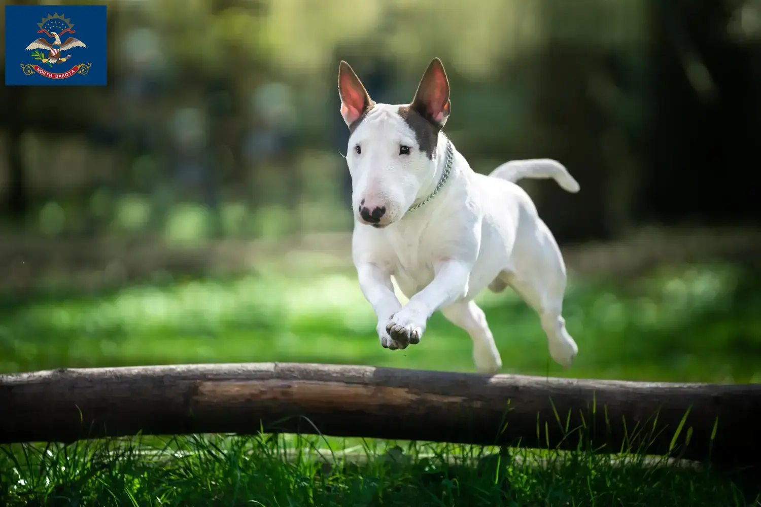 Bull Terrier puppies and breeders North Dakota Find Bull Terrier breeders in North Dakota.