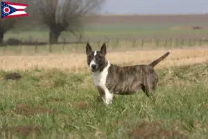 Read more about the article Bull Terrier breeders and puppies in Ohio