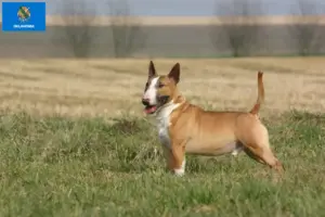 Read more about the article Bull Terrier breeders and puppies in Oklahoma