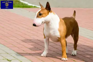 Read more about the article Bull Terrier breeders and puppies in Oregon
