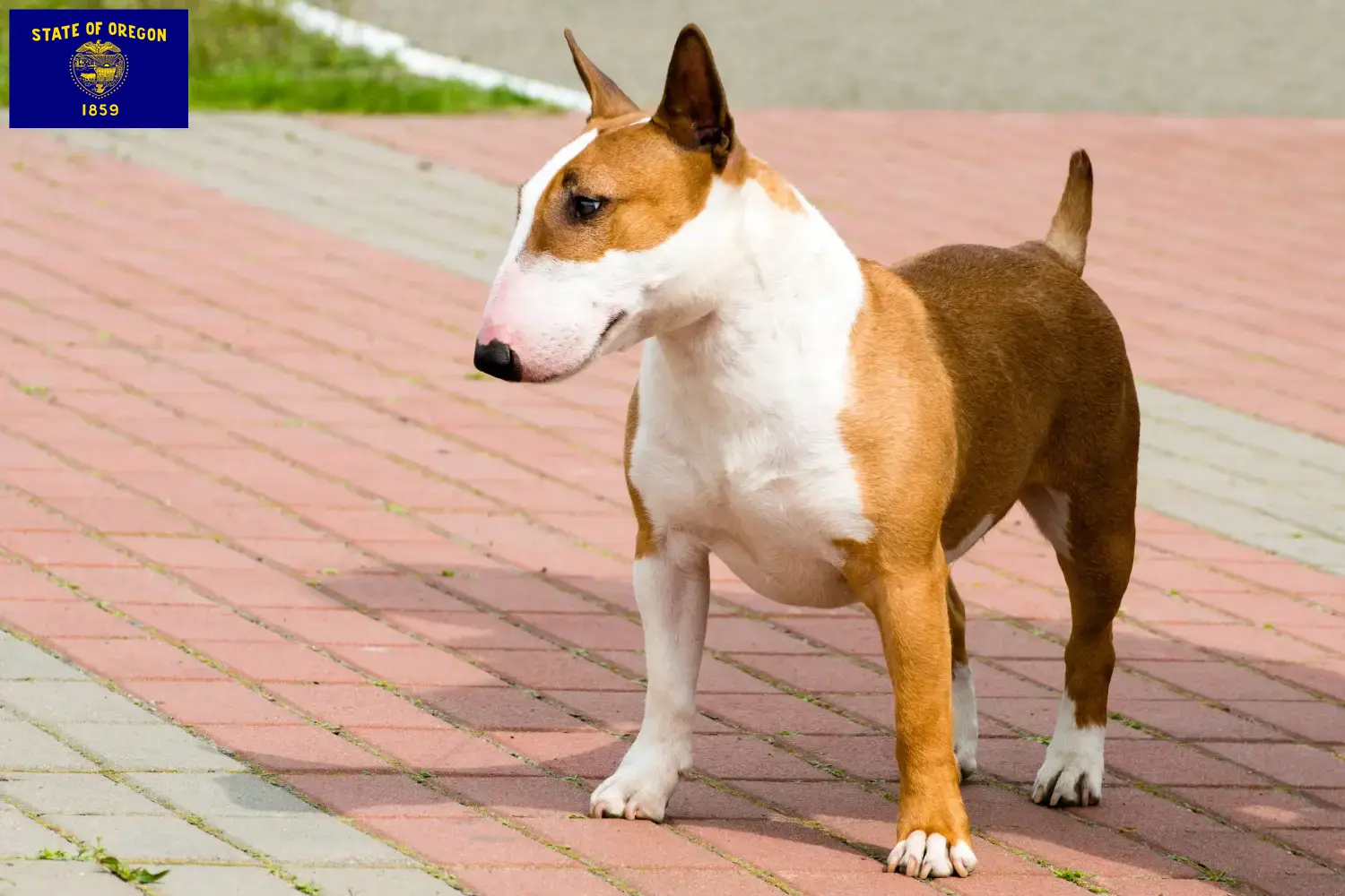Bull Terrier puppies and breeders Oregon Find Bull Terrier breeders in Oregon.