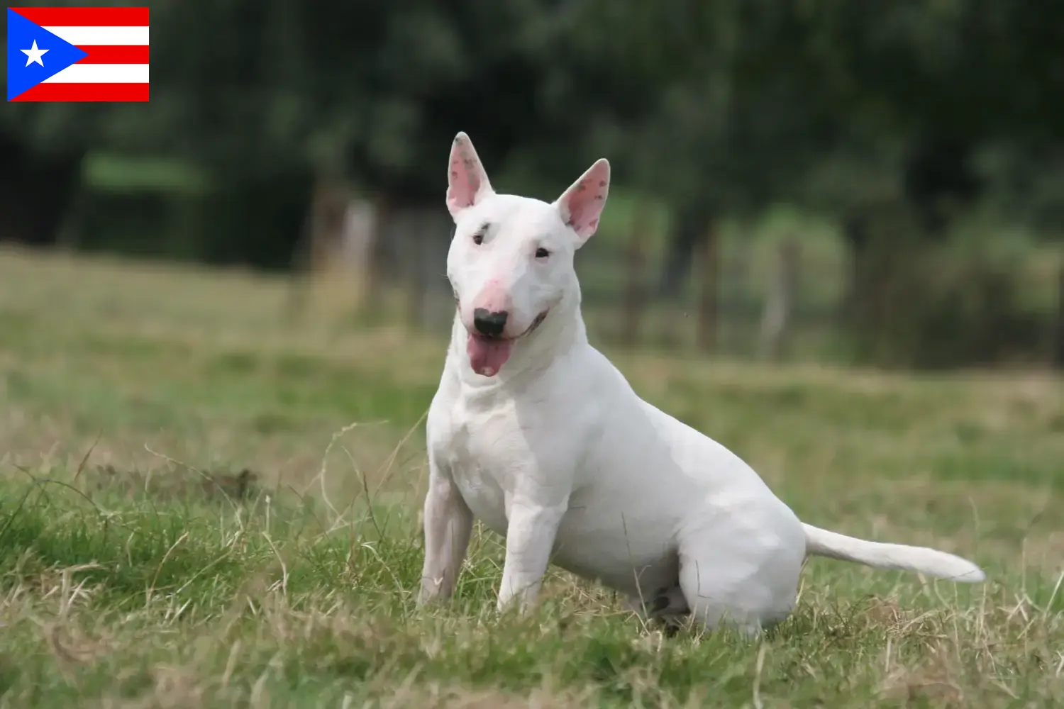 Bull Terrier puppies and breeders Puerto Rico Find Bull Terrier breeders in Puerto Rico.