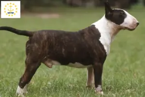 Read more about the article Bull Terrier Breeders and Puppies in Rhode Island