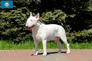 Read more about the article Bull Terrier breeders and puppies in South Dakota