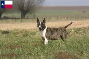 Read more about the article Bull Terrier breeders and puppies in Texas