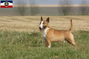 Read more about the article Bull Terrier breeders and puppies in Utah