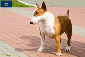 Read more about the article Bull Terrier breeders and puppies in Vermont