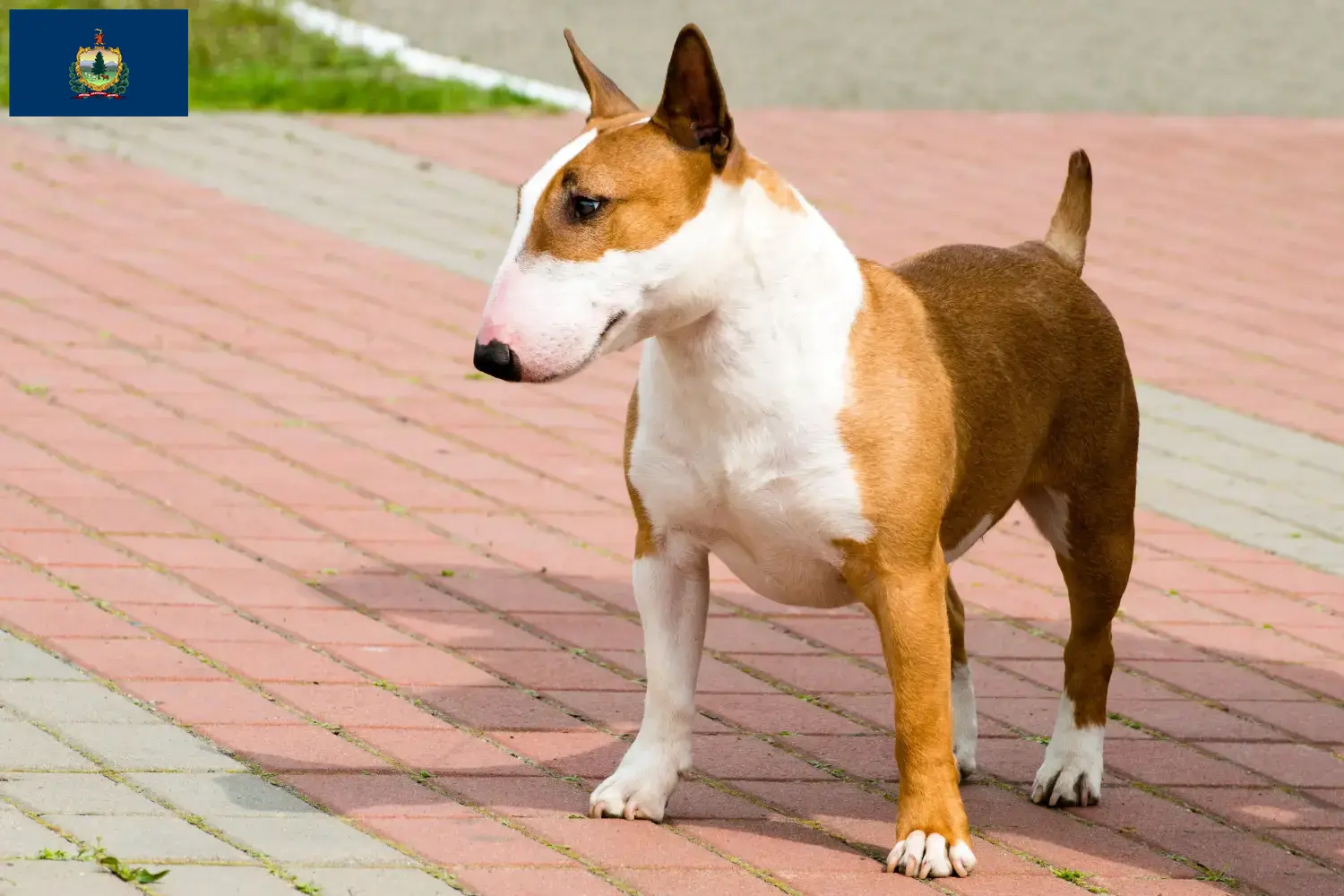 Bull Terrier puppies and breeders Vermont Find Bull Terrier breeders in Vermont.