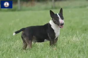 Read more about the article Bull Terrier breeders and puppies in Virginia